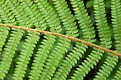 Soft shield fern (Polystichum setiferum), leaves