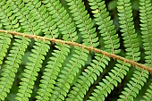 Soft shield fern (Polystichum setiferum), leaves