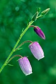 St. Dabeocs heath (Daboecia cantabrica), flowers