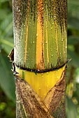 Painted Bamboo (Bambusa vulgarisVittata), culm