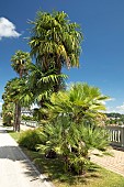 European Fan Palm (Chamaerops humilis) and Chinese windmill palm (Trachycarpus fortunei), Boulevard des Pyrénées, Pau, Pyrénées Atlantiques, France
