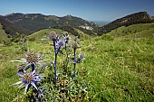 Mediterranean Sea Holl (Eryngium bourgatii), Aussurucq, Pyrénées-Atlantiques, France