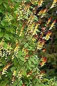 Firecracker vine (Ipomoea lobata), flowers