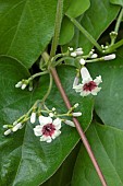 Skunkvine (Paederia foetida), flowers