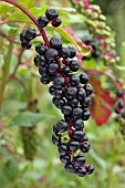 Pokeweed (Phytolacca americana), fruits