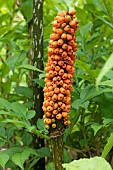 Devils Tongue (Amorphophallus konjac), fruits