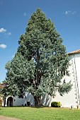 Fastigiated Atlas cedar (Cedrus atlantica Fastigiata), tree