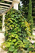 Crimson glory vine (Vitis coignetiae), foliage