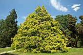 Sawara Falsecypress (Chamaecyparis pisifera Filifera Aurea), tree