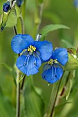 Asiatic dayflower (Commelina tuberosa), flowers