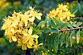 Canary Island St. Johns-wort (Hypericum canariense), flowers