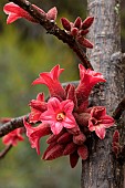 Dwarf kurrajong (Brachychiton bidwillii), flowers