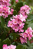 Rhaphiolepis (Rhaphiolepis indica Springtime), flowers