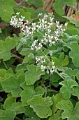 Peppermint pelargonium (Pelargonium tomentosum), flowers