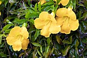 Cats claw creeper (Dolichandra unguis-cati, Syn.: Macfadyena unguis-cati), flowers