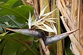 Giant white bird of paradise (Strelitzia nicolai), flowers