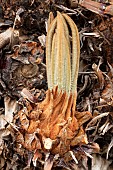 Young cycas fronds (Cycas revoluta)