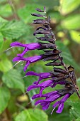 Sage Amistad (Salvia x Amistad), flowers