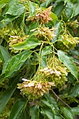 Himalayan maple (Acer oblongum), fruits
