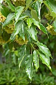 Himalayan maple (Acer oblongum), foliage