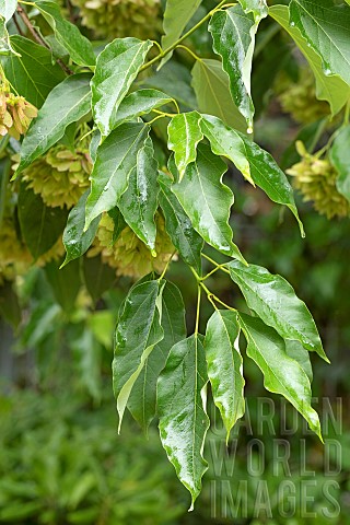 Himalayan_maple_Acer_oblongum_foliage