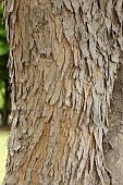 Xylosma (Xylosma congesta), bark