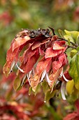 Shrimp plant (Justicia brandegeeana), flowers