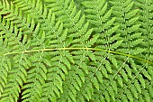 Lady fern (Athyrium filix-femina), leaves