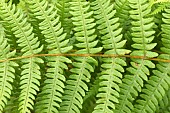 Mountain fern (Oreopteris limbosperma), leaves
