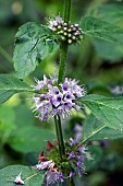 Wild mint (Mentha arvensis)