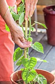 Woman inspecting a potted Peruvian groundcherry (Physalis peruviana) setting fruit on a terrace.