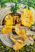 Atmosphere back from wild mushroom picking (chanterelles).