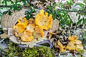 Atmosphere back from wild mushroom picking (chanterelles).