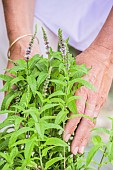 Woman touching pot-grown mint.