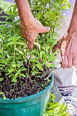 Woman pruning a pot-grown mint.