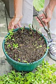 Woman pruning a pot-grown mint.