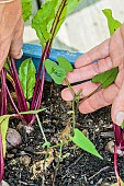 Sow beans between beet, in a window box.