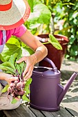 Woman harvesting beet on a terrace (ambiance).