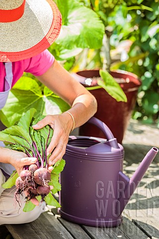 Woman_harvesting_beet_on_a_terrace_ambiance