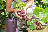 Woman harvesting beet on a terrace (ambiance).