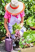 Woman harvesting beet on a terrace (ambiance).