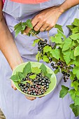 Woman harvesting blackcurrants Andega