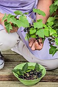 Woman harvesting blackcurrants Andega