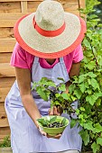 Woman harvesting blackcurrants Andega