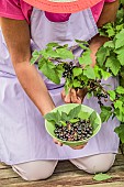 Woman harvesting blackcurrants Andega