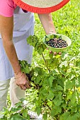 Harvesting Andega blackcurrants
