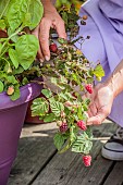 Harvesting dwarf raspberries grown in pots on a terrace.