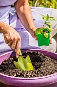 Planting a potted basil on a balcony.