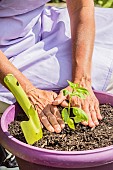 Planting a potted basil on a balcony.