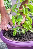 Pruning a pot-grown basil on a balcony.